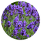 Lavanda