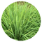 Lemongrass