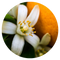 Hidrolato de neroli